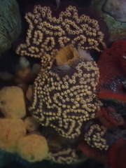 Botrylloides diegensis