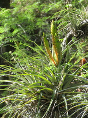 Tillandsia grossispicata