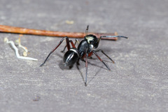 Myrmarachne macleayana