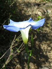 Ipomoea tricolor