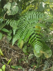Diplazium esculentum