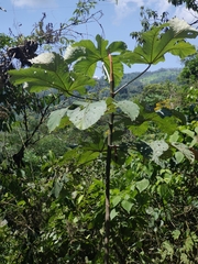 Cecropia obtusifolia