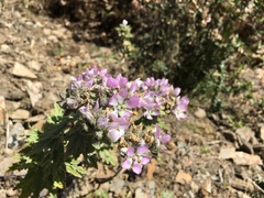 Tarasa capitata