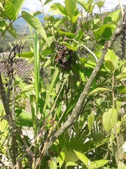 Urera baccifera