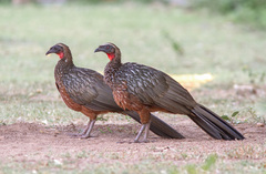 Penelope ochrogaster