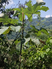 Cecropia obtusifolia