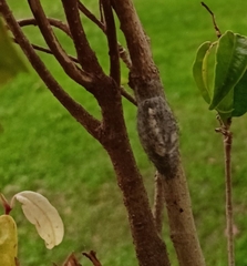 Megalopyge defoliata