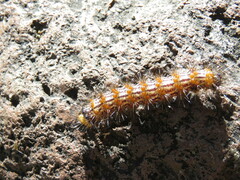 Dysschema leucophaea