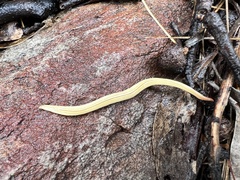 Fletchamia mediolineata