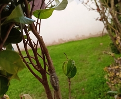 Megalopyge defoliata