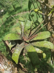 Neoregelia