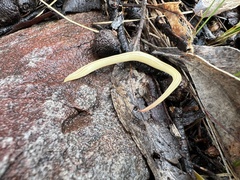 Fletchamia mediolineata