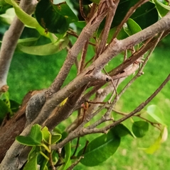 Megalopyge defoliata