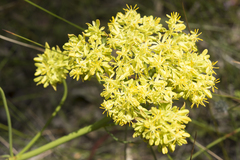 Glischrocaryon aureum