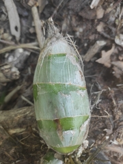 Mormodes