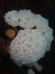 Distaplia occidentalis