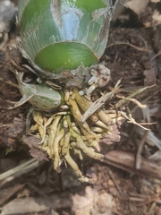 Mormodes