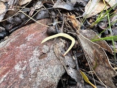 Fletchamia mediolineata