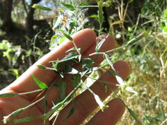 Brickellia coulteri
