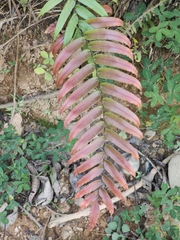 Blechnum occidentale
