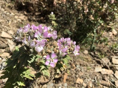 Tarasa capitata
