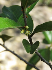 Sideroxylon cartilagineum