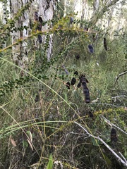 Acacia hubbardiana