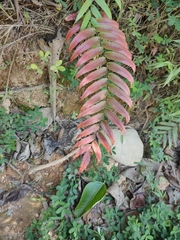 Blechnum occidentale
