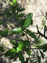 Sideroxylon cartilagineum