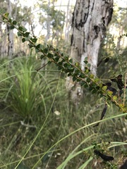 Acacia hubbardiana