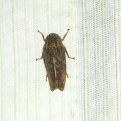 Folicana