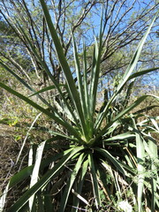 Agave angustifolia