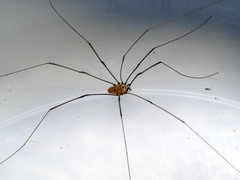 Leiobunum nigropalpi