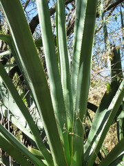 Agave angustifolia
