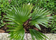 Livistona chinensis