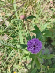 Centratherum punctatum