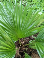Livistona chinensis