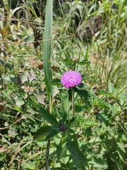 Centratherum punctatum