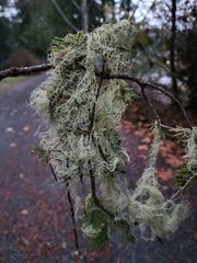 Alectoria sarmentosa