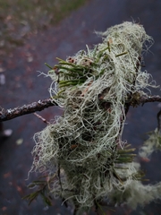 Alectoria sarmentosa