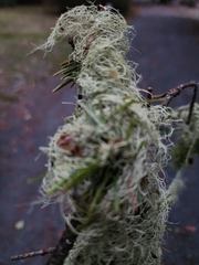 Alectoria sarmentosa