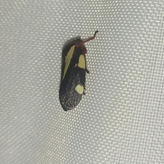 Deois pseudoflavopicta