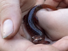 Pseudotriton ruber ruber