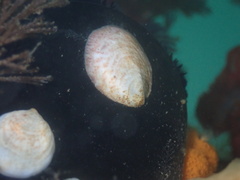 Crepidula onyx