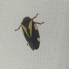 Deois pseudoflavopicta