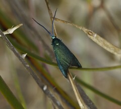 Pollanisus viridipulverulenta