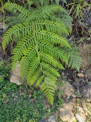 Macrothelypteris torresiana