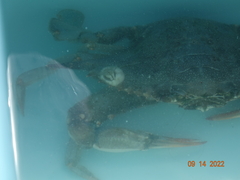 Chelonibia testudinaria