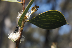 Hakea neurophylla