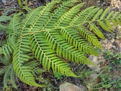 Macrothelypteris torresiana